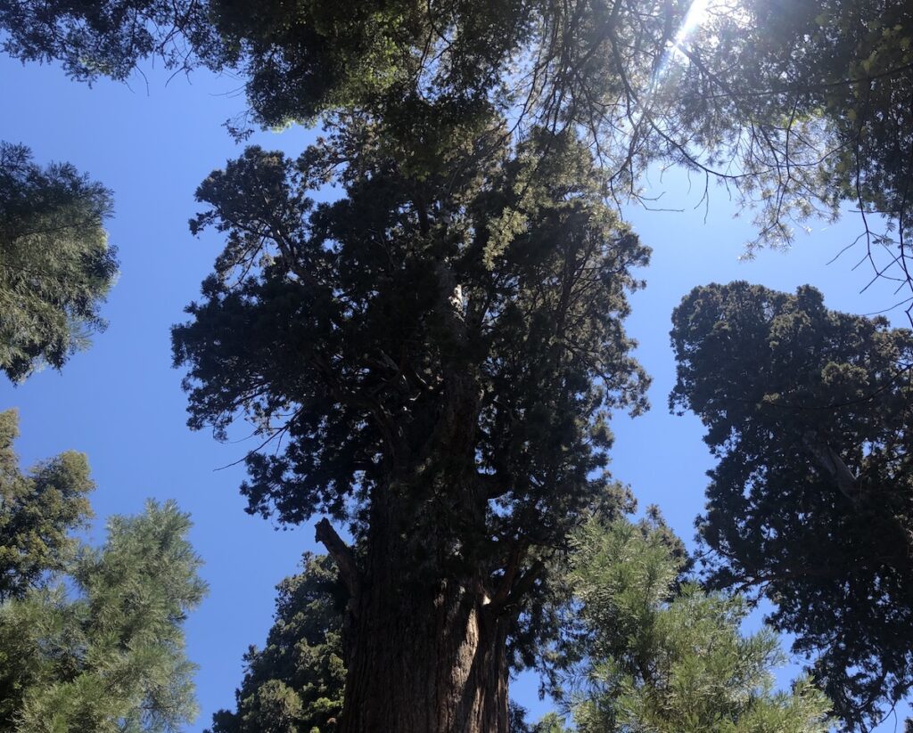 A photo looking up through the giant sequoias in Sequoia National Park.

Spend one day in Sequoia National Park to see these views.