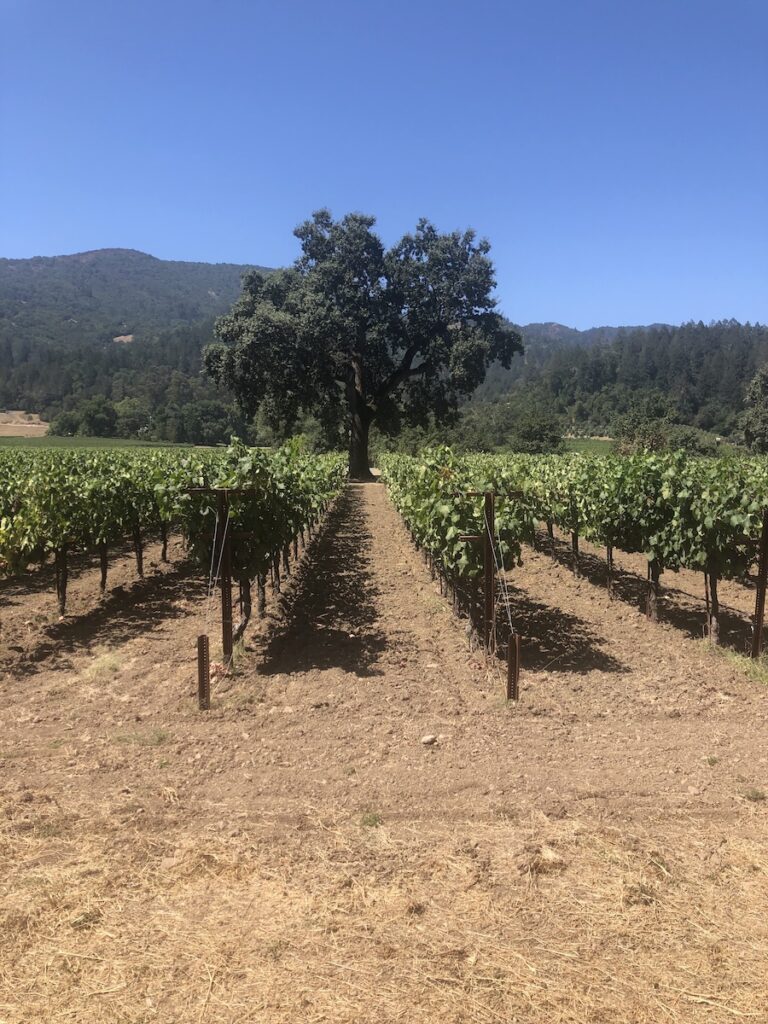 What are your Travel Stories?

This is a photo of an oak tree in the middle of a wine grape vineyard in the Napa Valley.